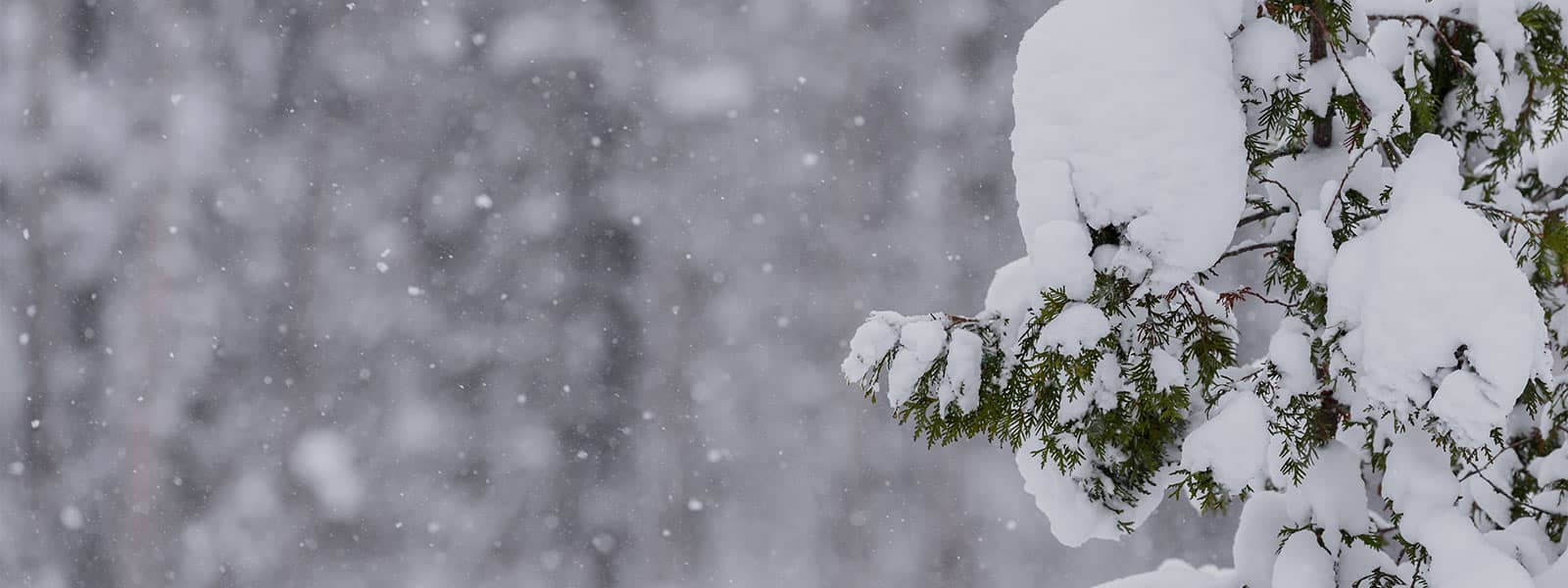heavy snow piling on top of a tree branch