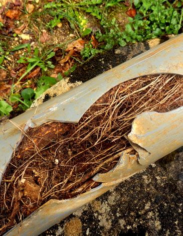 Tree roots growing into a broken pipe