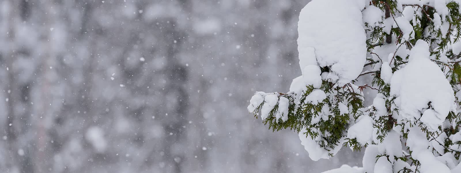 Snow on branches